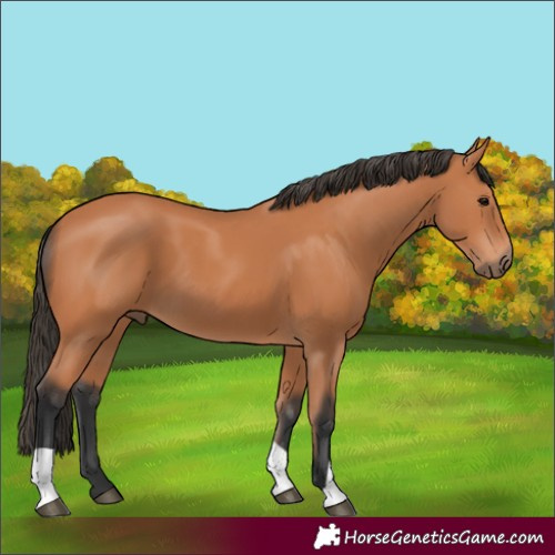Horse Color:Unknown 