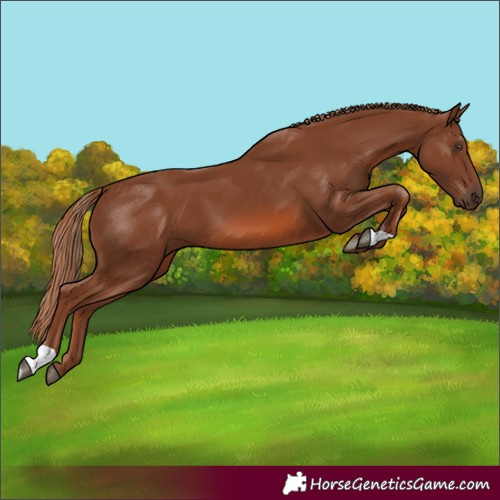 Horse Color:Unknown 