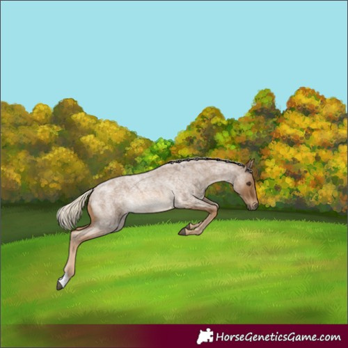 Horse Color:Chocolate Palomino Roan 