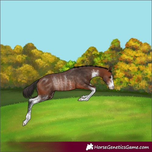Horse Color:Bay Sabino Rabicano 