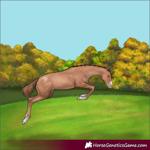 Horse Color:Gold Champagne Rabicano