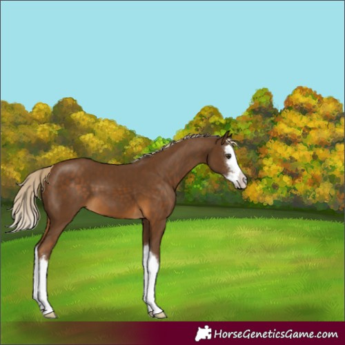 Horse Color:Chocolate Palomino Splash