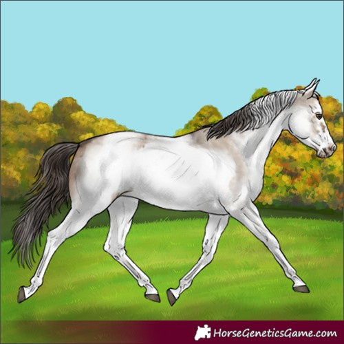 Horse Color:White Spotted Liver Red Dun Sabino Frame