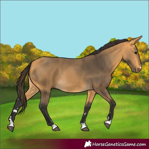 Horse Color:Buckskin