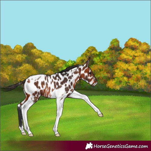 Horse Color:Bay Tobiano Near Leopard Rabicano 