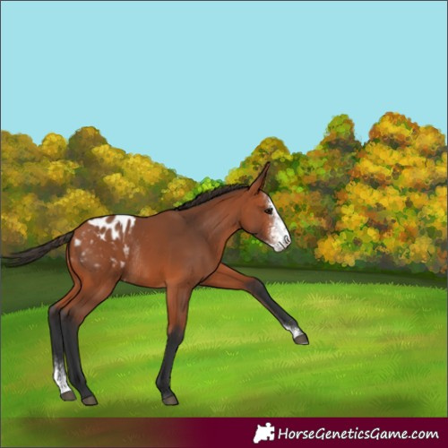 Horse Color:Bay Sabino Blanket Rabicano 
