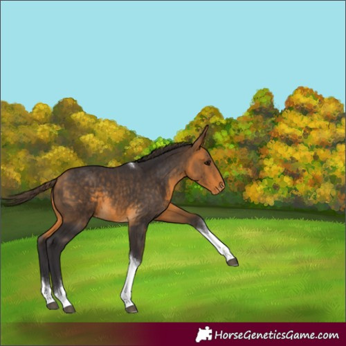 Horse Color:Buckskin Tobiano Varnish