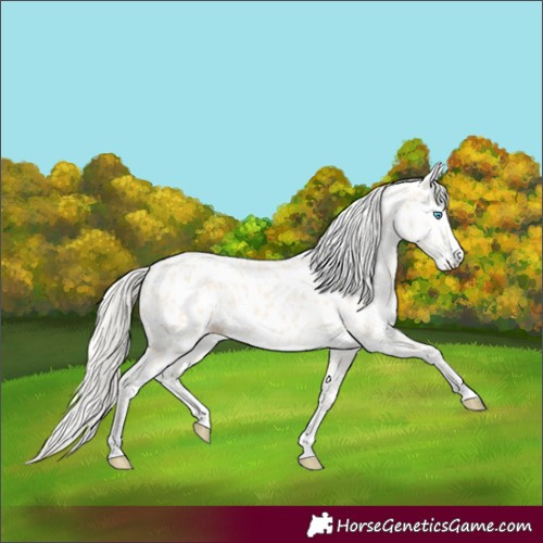 Horse Color:Cremello Near Leopard