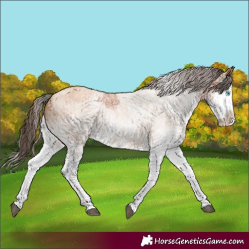Horse Color:White Spotted Bay Splash  and White Spotted Amber Champagne Splash 