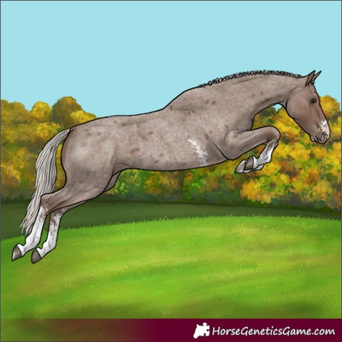 Horse Color:Silver Blue Roan Sabino 