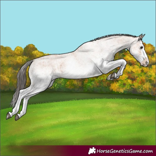 Horse Color:Unknown 