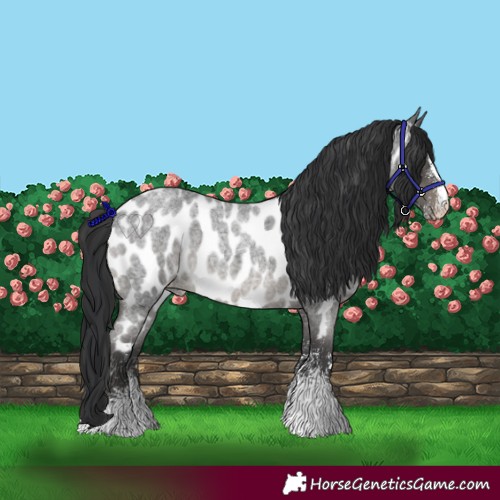 Horse Color:White Spotted Blue Roan Near Leopard 