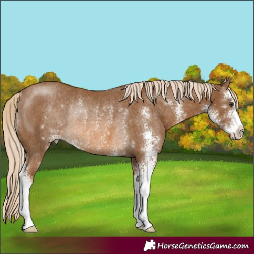 Horse Color:Chocolate Palomino Sabino Rabicano 