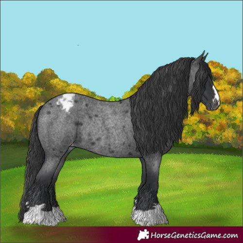 Horse Color:Blue Roan Varnish Rabicano 
