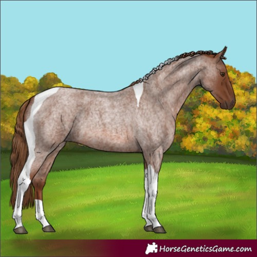 Horse Color:Unknown 
