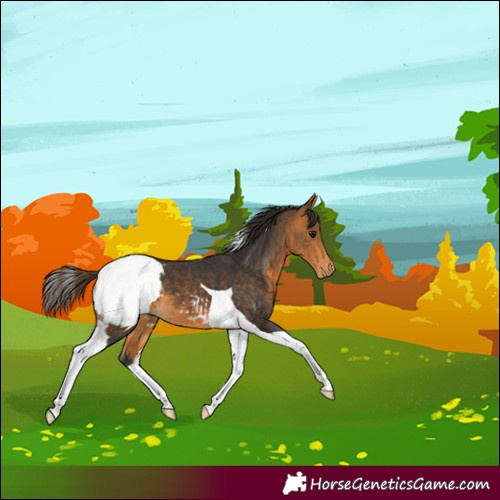Horse Color:Buckskin Tobiano Snowcap