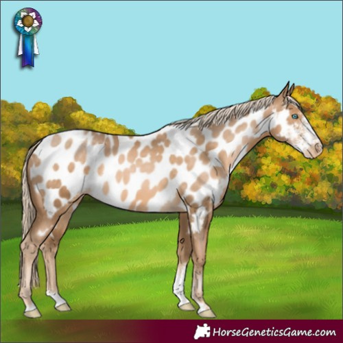 Horse Color:Chocolate Palomino Pearl Sabino Near Leopard 