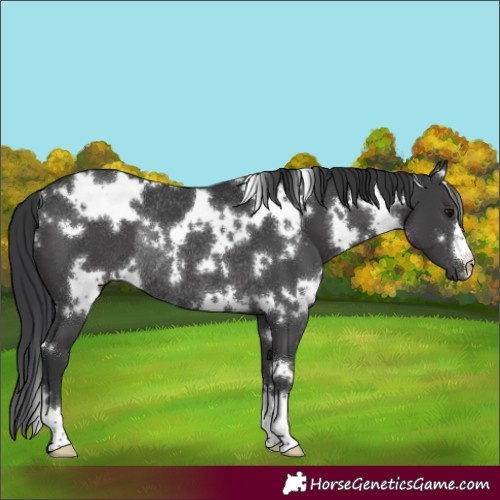 Horse Color:White Spotted Black Rabicano 
