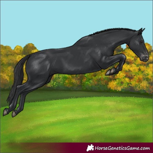 Horse Color:Unknown 