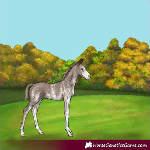 Horse Color:Chocolate Palomino Sabino