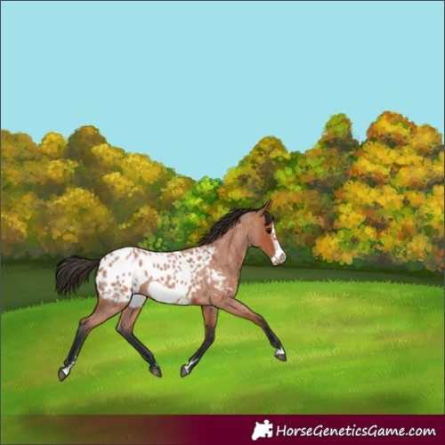 Horse Color:Bay Roan Frame Blanket