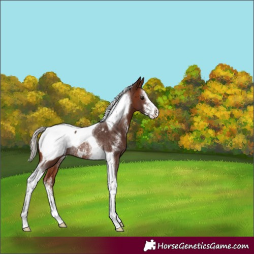 Horse Color:Silver Brown Sabino Tobiano Snowcap Rabicano 