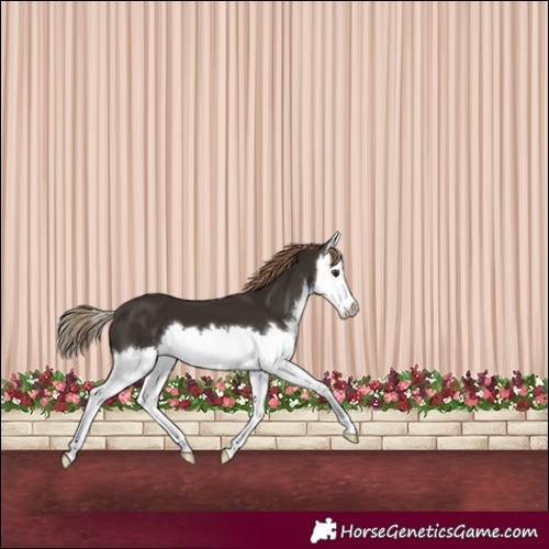Horse Color:Liver Chestnut Splash