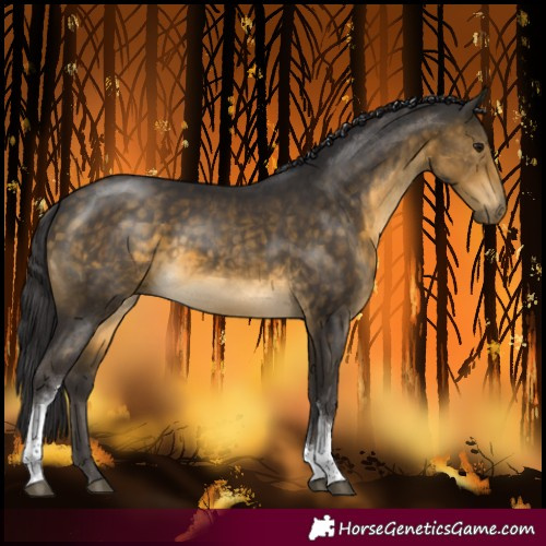 Horse Color:Buckskin Sabino Tobiano Rabicano