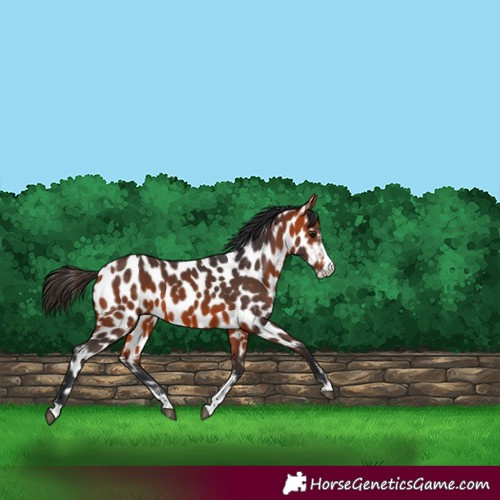 Horse Color:Bay Sabino Near Leopard 
