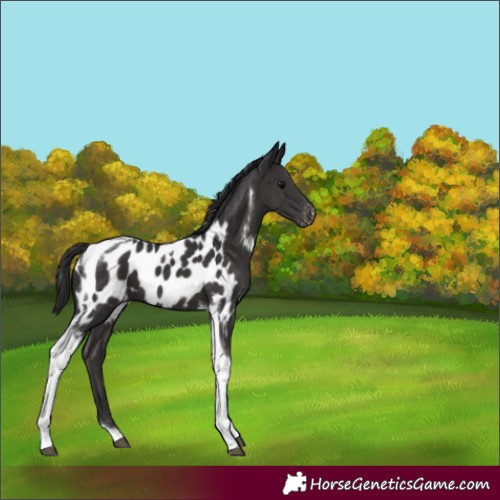 Horse Color:Smoky Black Tobiano Blanket 