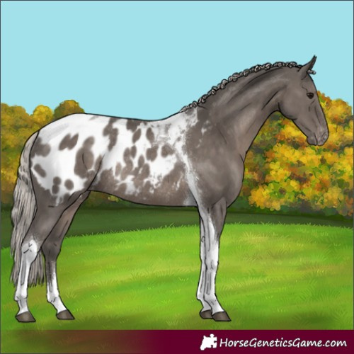 Horse Color:Silver Black Tobiano Blanket Rabicano