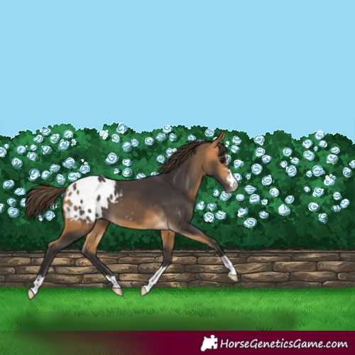 Horse Color:Buckskin Blanket 
