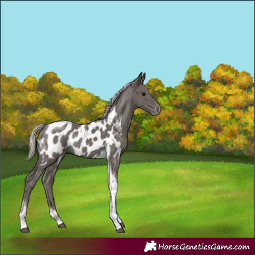 Horse Color:Silver Black Tobiano Blanket Rabicano 