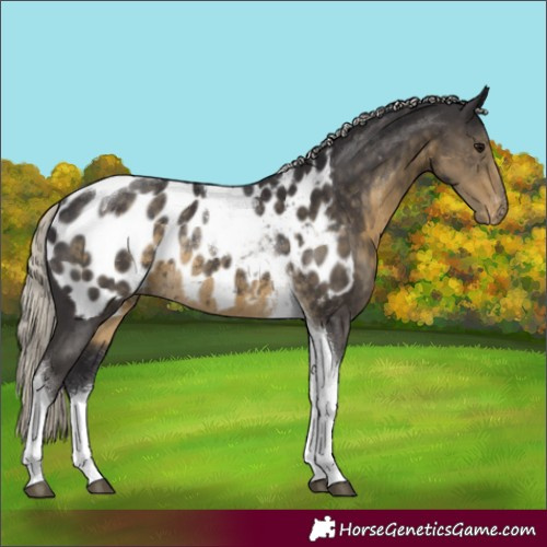 Horse Color:Silver Smoky Black Tobiano Blanket Rabicano