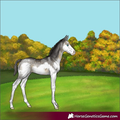 Horse Color:Buckskin Splash Varnish Rabicano 