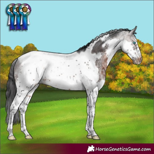 Horse Color:Brown Splash Tobiano Frame Varnish Rabicano