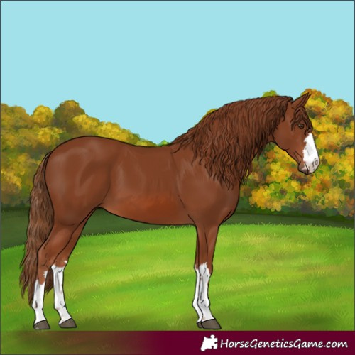 Horse Color:Chestnut 