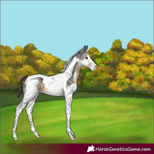 Horse Color:Buckskin Splash Tobiano Rabicano