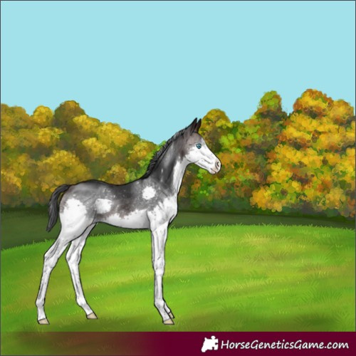 Horse Color:Brown Splash Rabicano