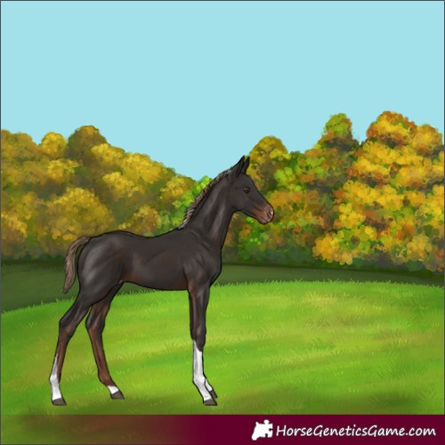 Horse Color:Liver Chestnut Tobiano Varnish