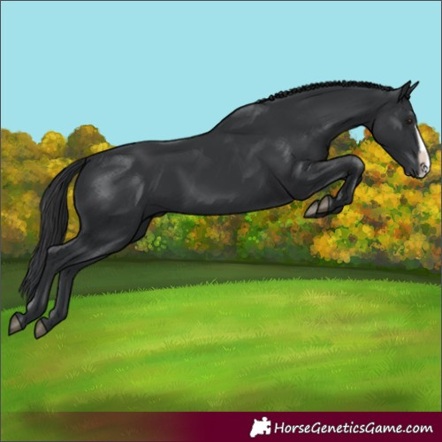 Horse Color:Black Frame 