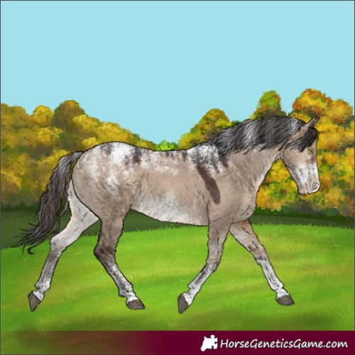 Horse Color:Powder White Bay Dun