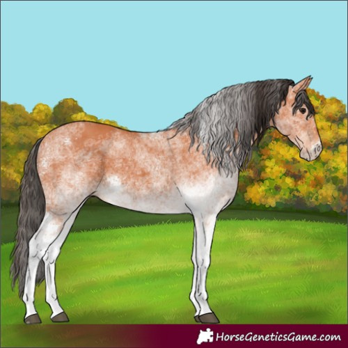 Horse Color:White Spotted Bay