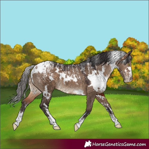 Horse Color:Powder White White Spotted Brown Dun 