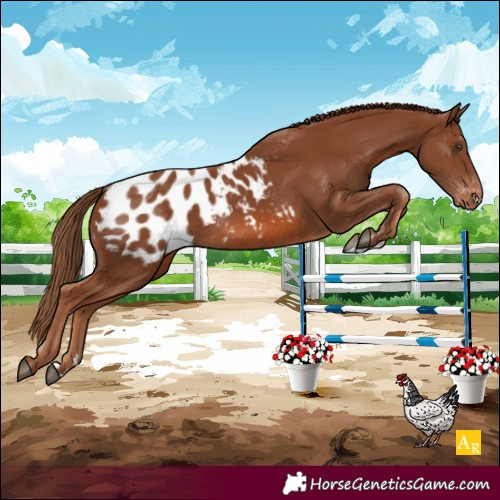 Horse Color:Chestnut Blanket 