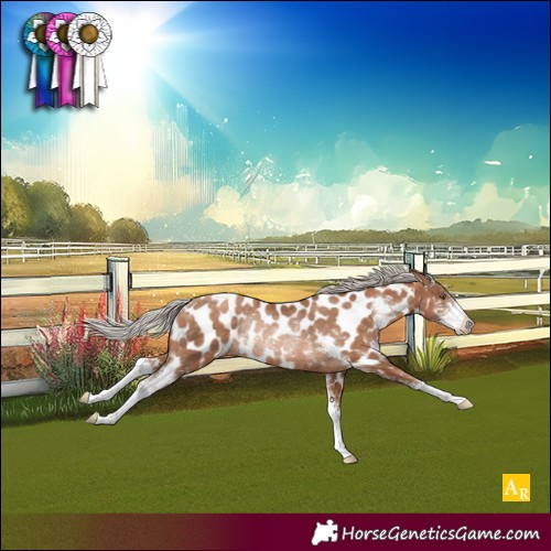 Horse Color:Silver Brown Pearl Sabino Near Leopard Rabicano 