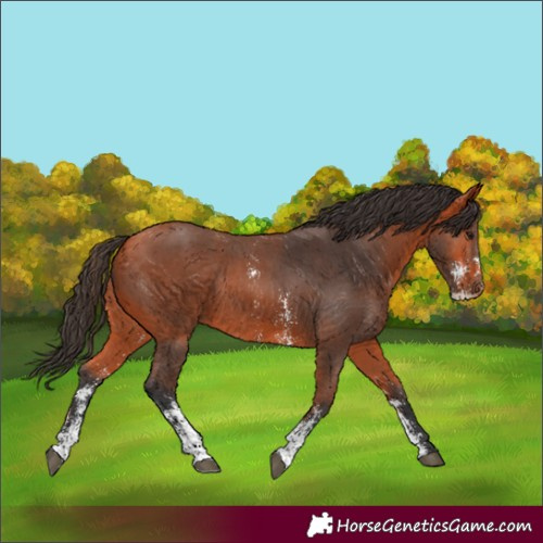 Horse Color:Bay Sabino Rabicano