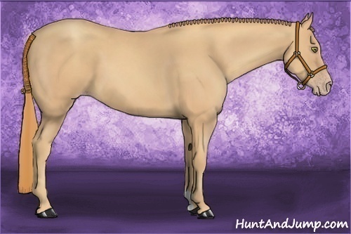 Horse Color:Gold Champagne
