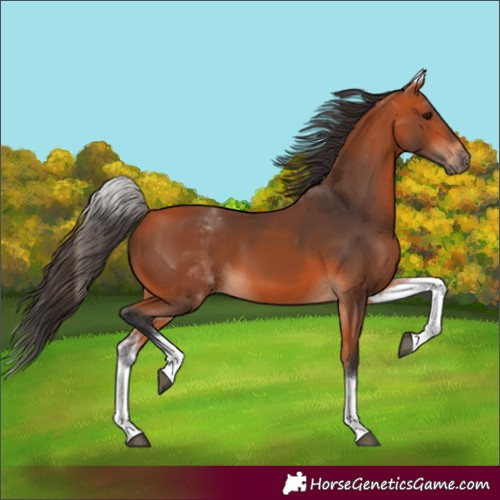 Horse Color:Unknown 