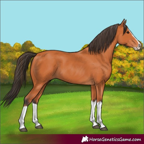 Horse Color:Bay Splash Frame 